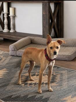 Bumblebee -  Chihuahua and Terrier Dog for Adoption in Polson, Montana - Bumblebee | PetCurious