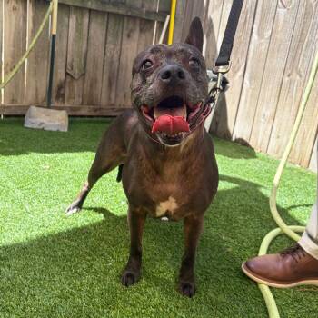 Mixed Breed Dogs Available for Adoption - Sheenan | PetCurious