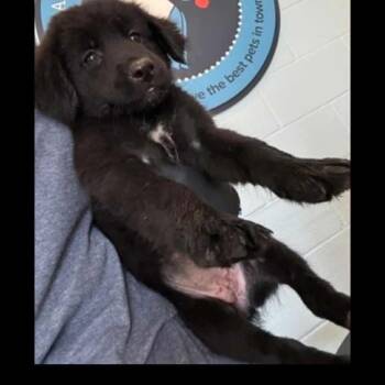 Rescue Golden Retriever and Mixed Breed Dogs for Adoption in Baton Rouge, Louisiana - Tiffy | PetCurious