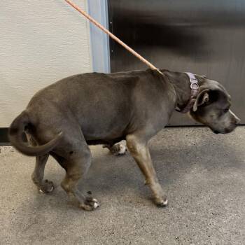 Mixed Breed Dogs Available for Adoption in Las Cruces, New Mexico - Dutchess | PetCurious