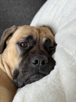 Buddy -  Mastiff Dog for Adoption in Winnipeg, Manitoba - Buddy | PetCurious