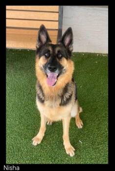 Nisha -  German Shepherd Dog Dog for Adoption in Chino Valley, Arizona - Nisha | PetCurious