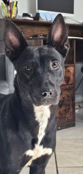 SAPPHIRE -  Mixed Breed Dog for Adoption in Du Quoin, Illinois - SAPPHIRE | PetCurious