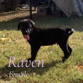 Raven (Magenta Collar) -  German Shepherd Dog Dog for Adoption in Tulsa, Oklahoma - Raven (Magenta Collar) | PetCurious