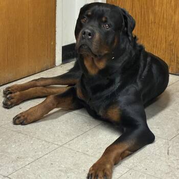 Bruno -  Rottweiler Dog for Adoption in Wilton, Connecticut - Bruno | PetCurious