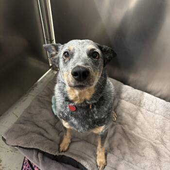 Rescue Australian Cattle Dog Blue Heeler Dogs for Adoption in Phoenix, Arizona - Wanda | PetCurious