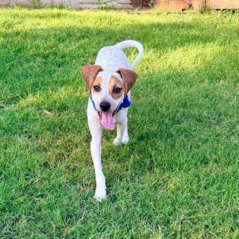 Scout -  Beagle and Mixed Breed Dog for Adoption in Austin, Texas - Scout | PetCurious