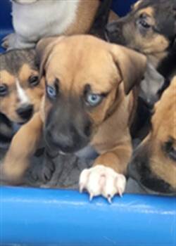BETSEY -  Mixed Breed Dog for Adoption in Dallas, Texas - BETSEY | PetCurious
