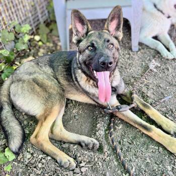 Jacob -  German Shepherd Dog Dog for Adoption in Oakland, California - Jacob | PetCurious