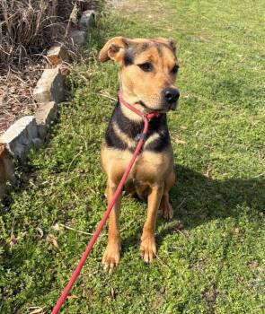Hound and Shepherd Dogs Available for Adoption - Daisy | PetCurious