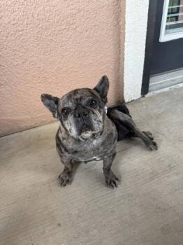 French Bulldog and Mixed Breed Dogs Available for Adoption in Fort Worth, Texas - Tulip | PetCurious