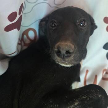 Turkey -  Shepherd and Border Collie Dog for Adoption in St. Augustine, Florida - Turkey | PetCurious