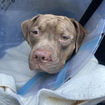 Blossom -  Pit Bull Terrier Dog for Adoption in Newark, New Jersey - Blossom | PetCurious