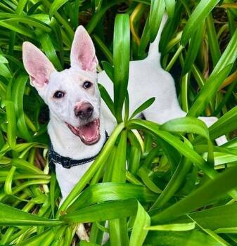 Luca -  Carolina Dog Dog Available for Adoption - Luca | PetCurious