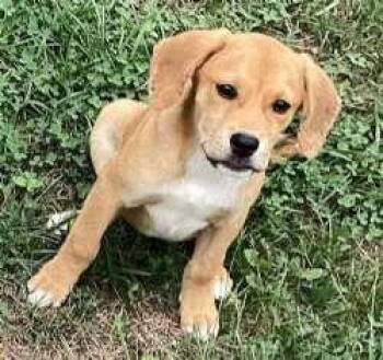 Jack -  Beagle and Australian Cattle Dog Blue Heeler Dog for Adoption in Sudbury, Massachusetts - Jack | PetCurious