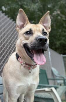 Inara -  Shepherd and Husky Dog for Adoption in White Oak, Pennsylvania - Inara | PetCurious