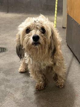 PARKER -  Havanese Dog for Adoption - PARKER | PetCurious