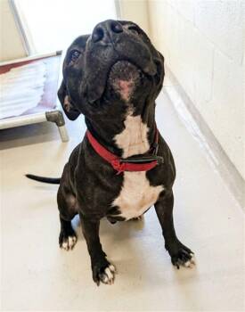 MARY PUPPINS -  Pit Bull Terrier and Mixed Breed Dog for Adoption in Texas City, Texas - MARY PUPPINS | PetCurious