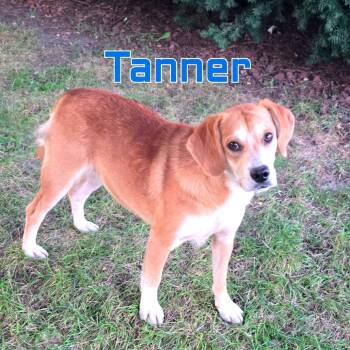 Tanner -  Mixed Breed Dog for Adoption in Joliet, Illinois - Tanner | PetCurious