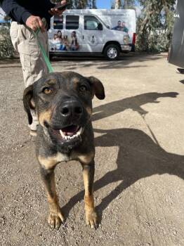 Shepherd Dogs Available for Adoption - Miley | PetCurious