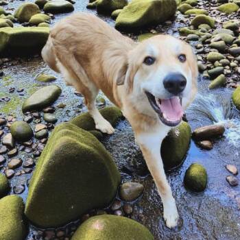 Smiley -  Golden Retriever and Mixed Breed Dog for Adoption in Boaz, Alabama - Smiley | PetCurious
