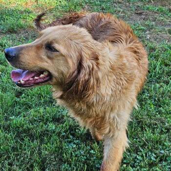 Kiwi -  Golden Retriever Dog for Adoption in Louisville, Kentucky - Kiwi | PetCurious