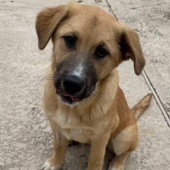 Great Pyrenees and German Shepherd Dog Dogs Available for Adoption - Scout | PetCurious
