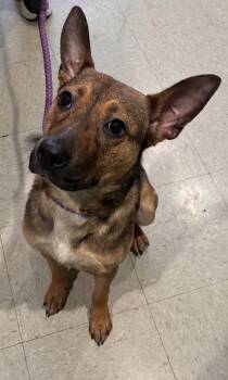 Bonnie Botanical Garden -  Mixed Breed Dog for Adoption in Fort Worth, Texas - Bonnie Botanical Garden | PetCurious