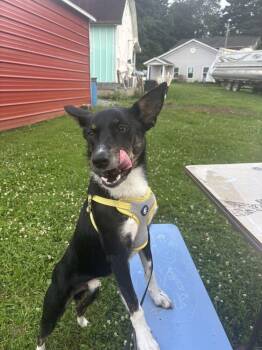 Skips -  Hound Dog for Adoption in Silver Spring, Maryland - Skips | PetCurious