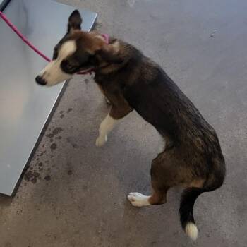 110631 -  Mixed Breed Dog for Adoption in Las Cruces, New Mexico - 110631 | PetCurious