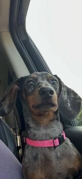 Chloe -  Dachshund Dog for Adoption in Tylertown, Mississippi - Chloe | PetCurious