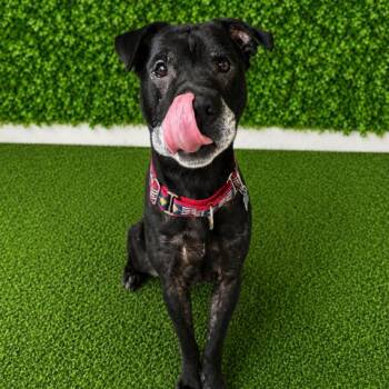 Riley -  Black Labrador Retriever and Mixed Breed Dog for Adoption in Hopkinton, Massachusetts - Riley | PetCurious
