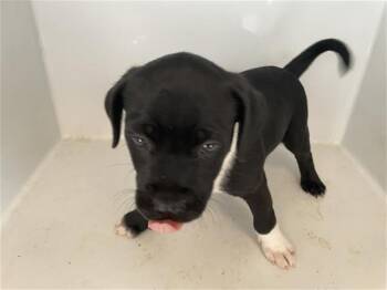 Pit Bull Terrier and Mixed Breed Dogs Available for Adoption in Houston, Texas - A655479 | PetCurious