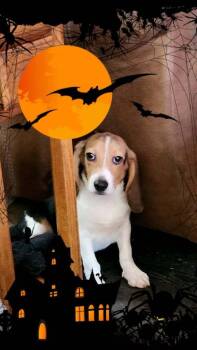 Spook - fostered in Omaha - COMING SOON -  Beagle Dog for Adoption in Overland Park, Kansas - Spook - Fostered In Omaha - COMING SOON | PetCurious