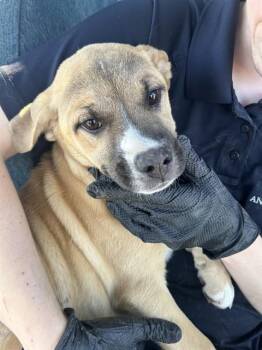 Labrador Retriever and Mixed Breed Dogs Available for Adoption - A372640 | PetCurious