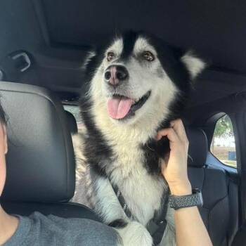 Alaskan Malamute Dogs Available for Adoption in Harlingen, Texas - Lila | PetCurious