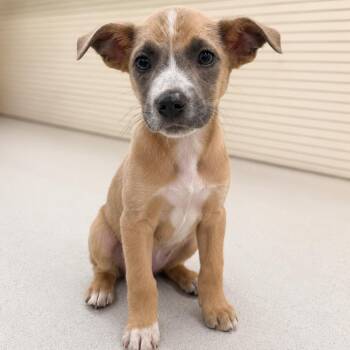 Terrier Dogs Available for Adoption in La Grange, Kentucky - MAPLE | PetCurious