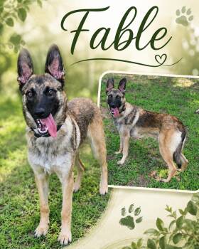 Fable (foster to adopt) -  German Shepherd Dog and Dutch Shepherd Dog for Adoption - Fable (foster To Adopt) | PetCurious
