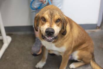 Sonny -  Bloodhound and Labrador Retriever Dog for Adoption in Mountain Home, Arkansas - Sonny | PetCurious