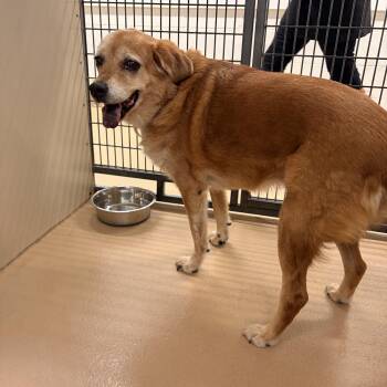 Shelley -  Labrador Retriever Dog for Adoption in Saint Charles, Missouri - Shelley | PetCurious