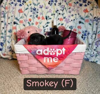 American Bulldog Dogs Available for Adoption - Smokey-Igna | PetCurious