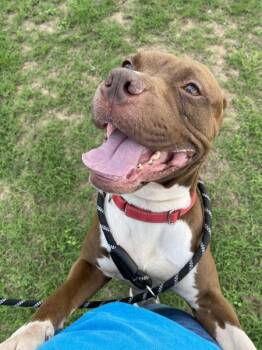 Hobbes -  Mixed Breed and Pit Bull Terrier Dog for Adoption in Austin, Texas - Hobbes | PetCurious