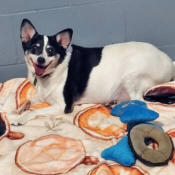 Lila -  Rat Terrier and Mixed Breed Dog for Adoption in Mondovi, Wisconsin - Lila | PetCurious
