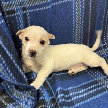 Chihuahua Dogs Available for Adoption - NUGGET | PetCurious