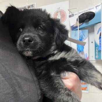 Jetsam -  Border Collie and Shepherd Dog for Adoption in Birmingham, Alabama - Jetsam | PetCurious