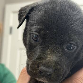 Australian Cattle Dog Blue Heeler Dogs Available for Adoption in Midland, Texas - Bo Peep | PetCurious