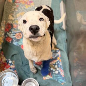 LEVI -  Pit Bull Terrier and Mixed Breed Dog for Adoption in Modesto, California - LEVI | PetCurious