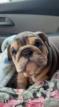 Linus -  English Bulldog Dog for Adoption in Bolton, Connecticut - Linus | PetCurious