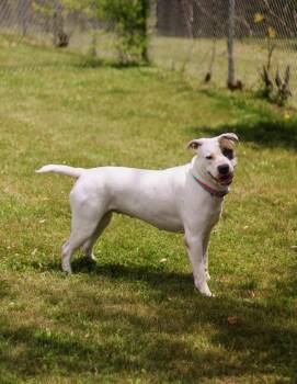 Cora -  Pit Bull Terrier and American Staffordshire Terrier Dog for Adoption in Battle Creek, Michigan - Cora | PetCurious