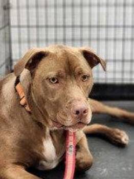 Pit Bull Terrier Dogs Available for Adoption in Newport, Kentucky - Phil | PetCurious